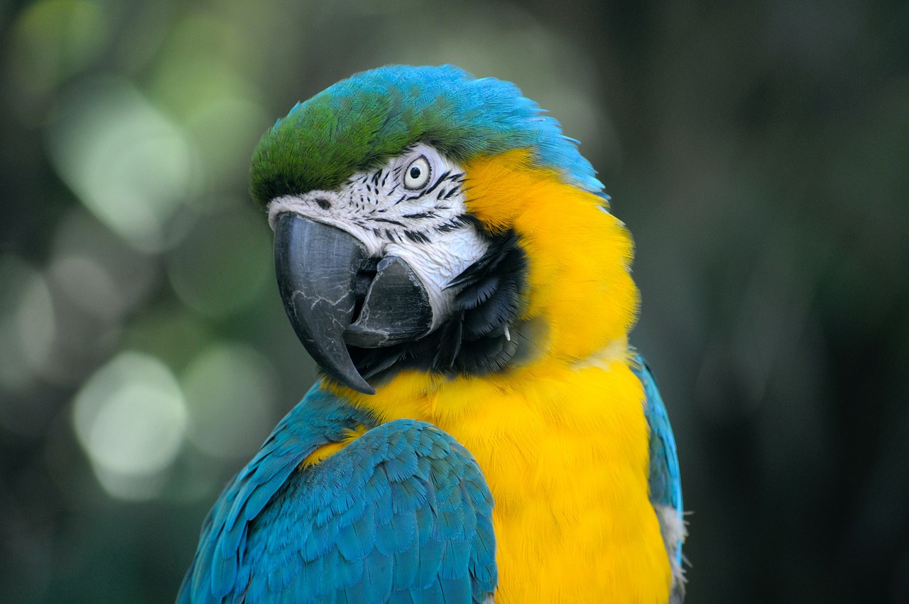 bird beak feather free photo