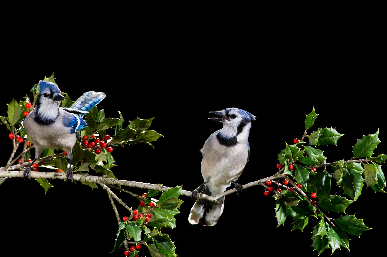 bird beak feather free photo