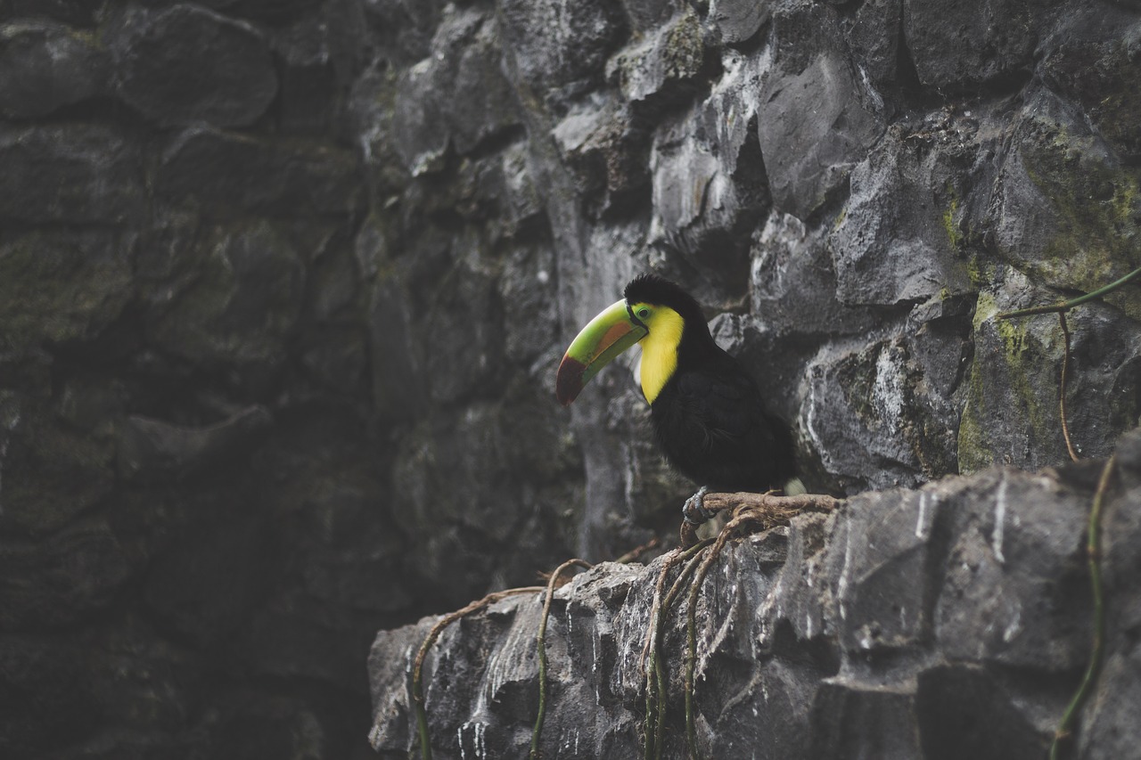 bird beak feather free photo