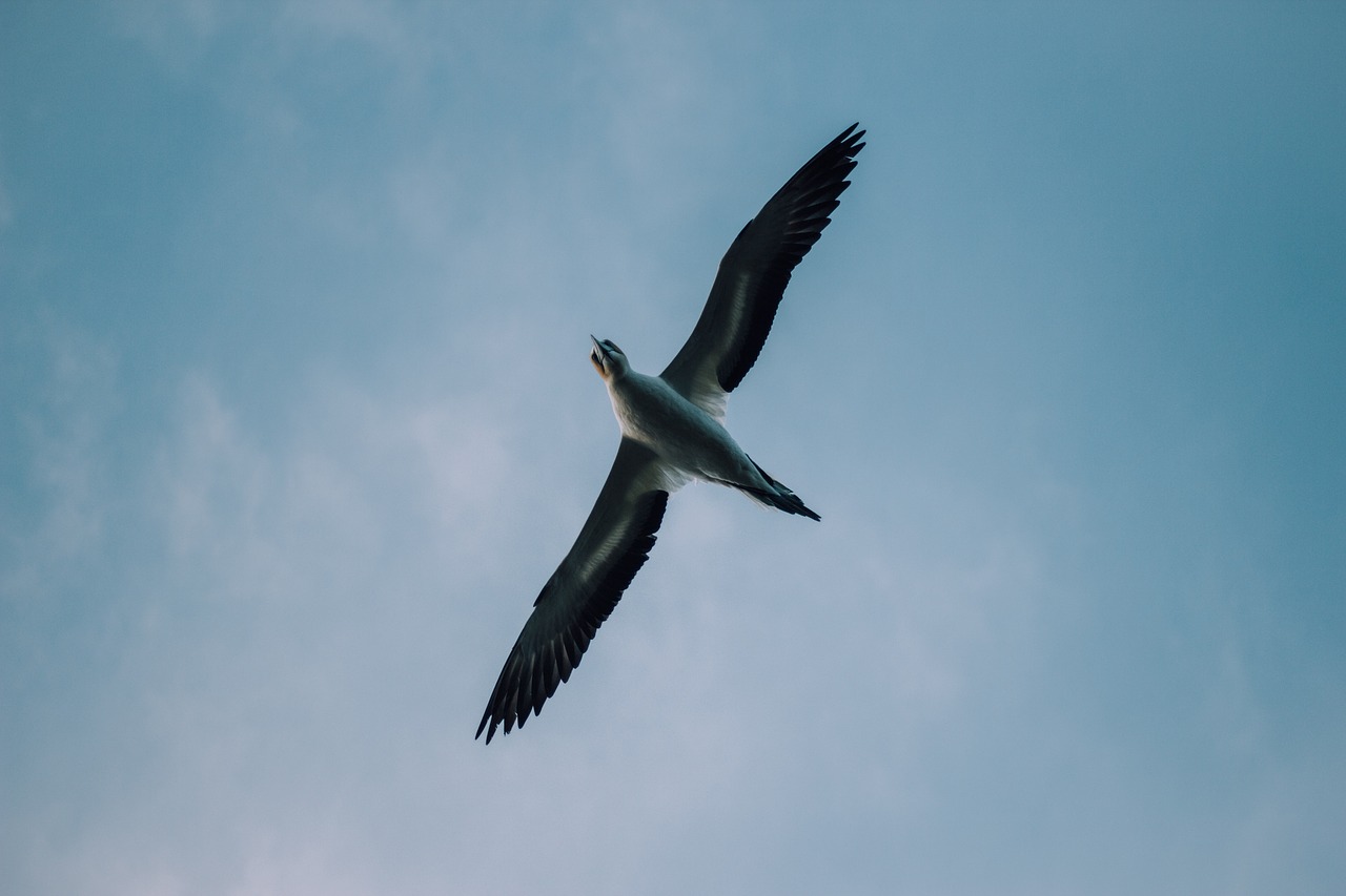 bird beak feather free photo