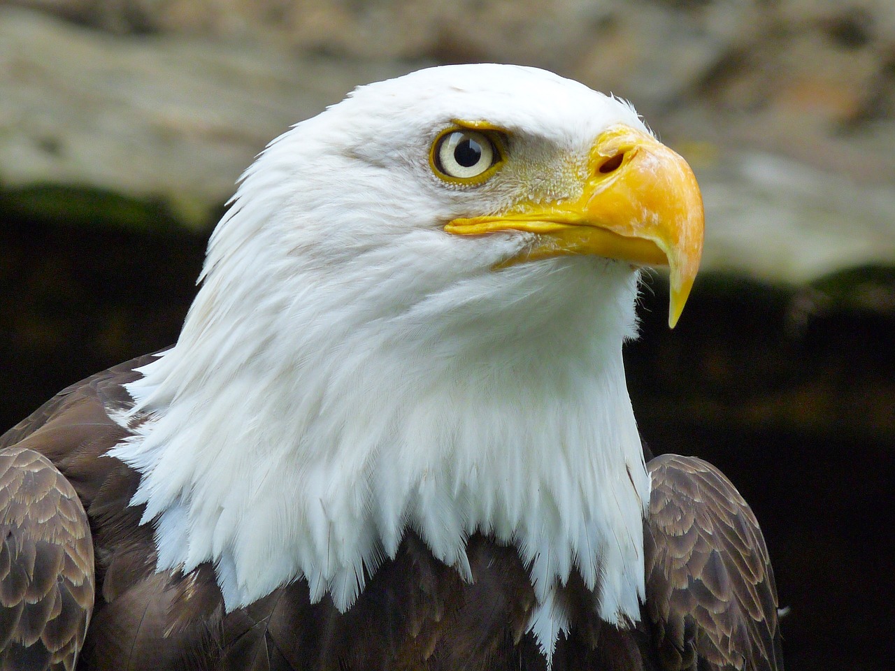 bird beak feather free photo