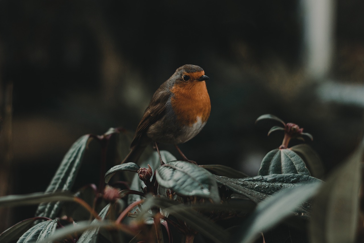 bird beak feather free photo