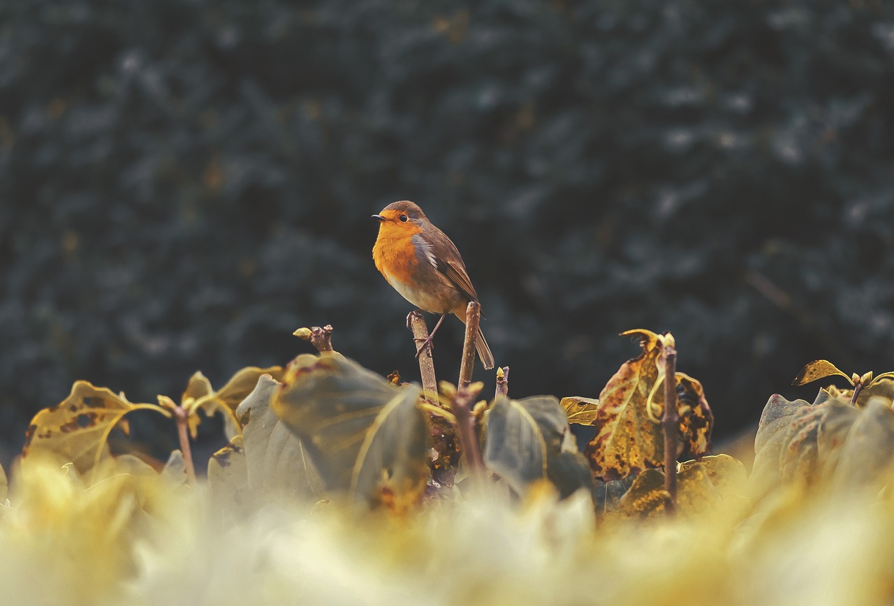 bird beak feather free photo