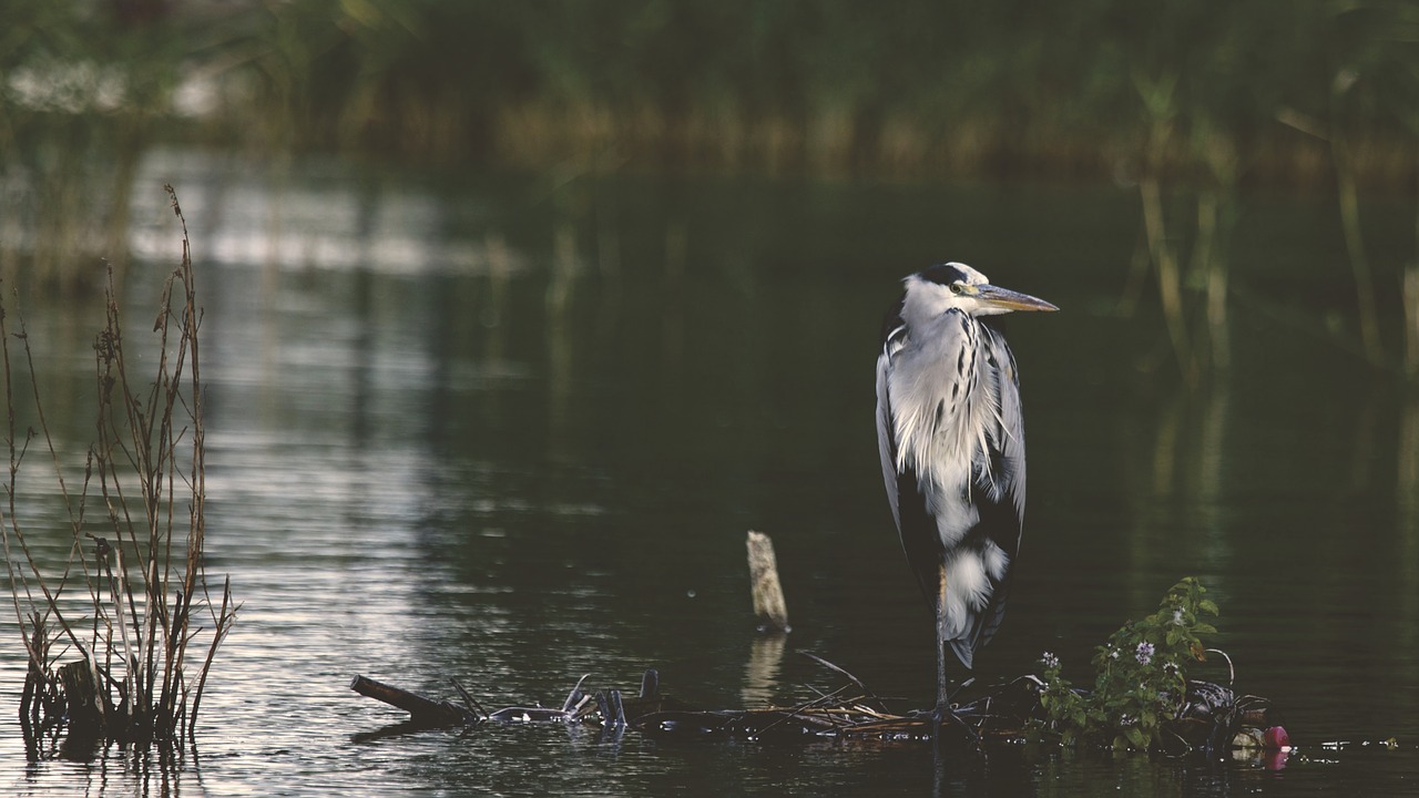 bird beak feather free photo