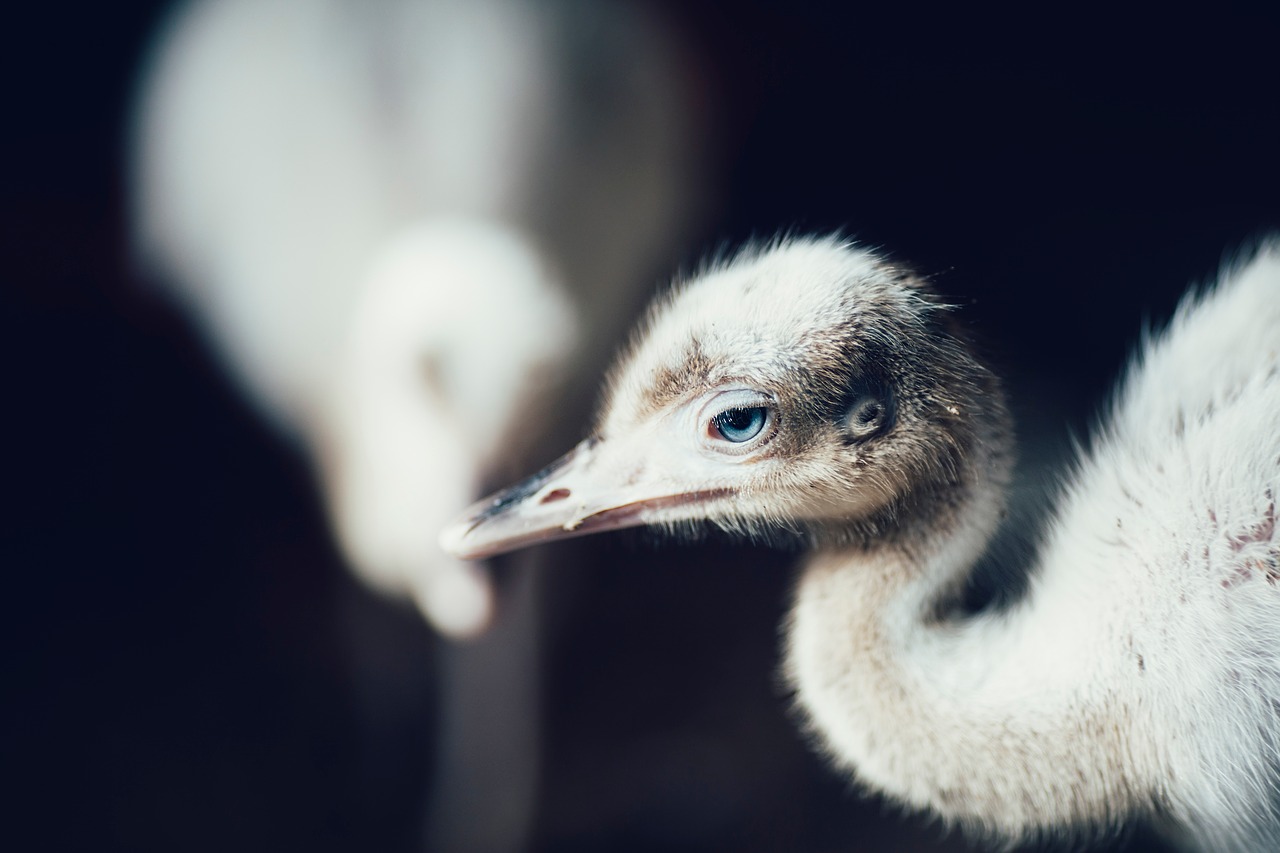 bird beak feather free photo