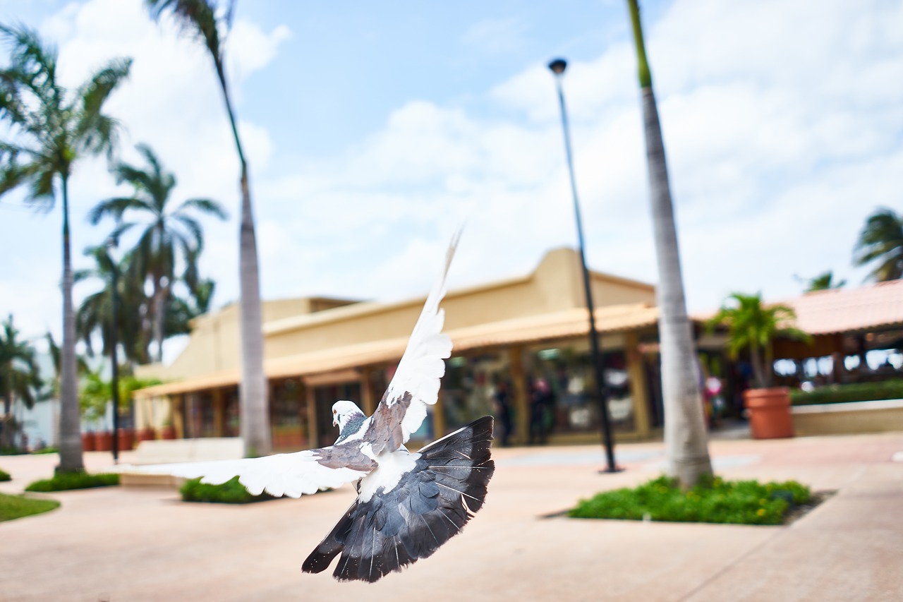 bird wings flying free photo