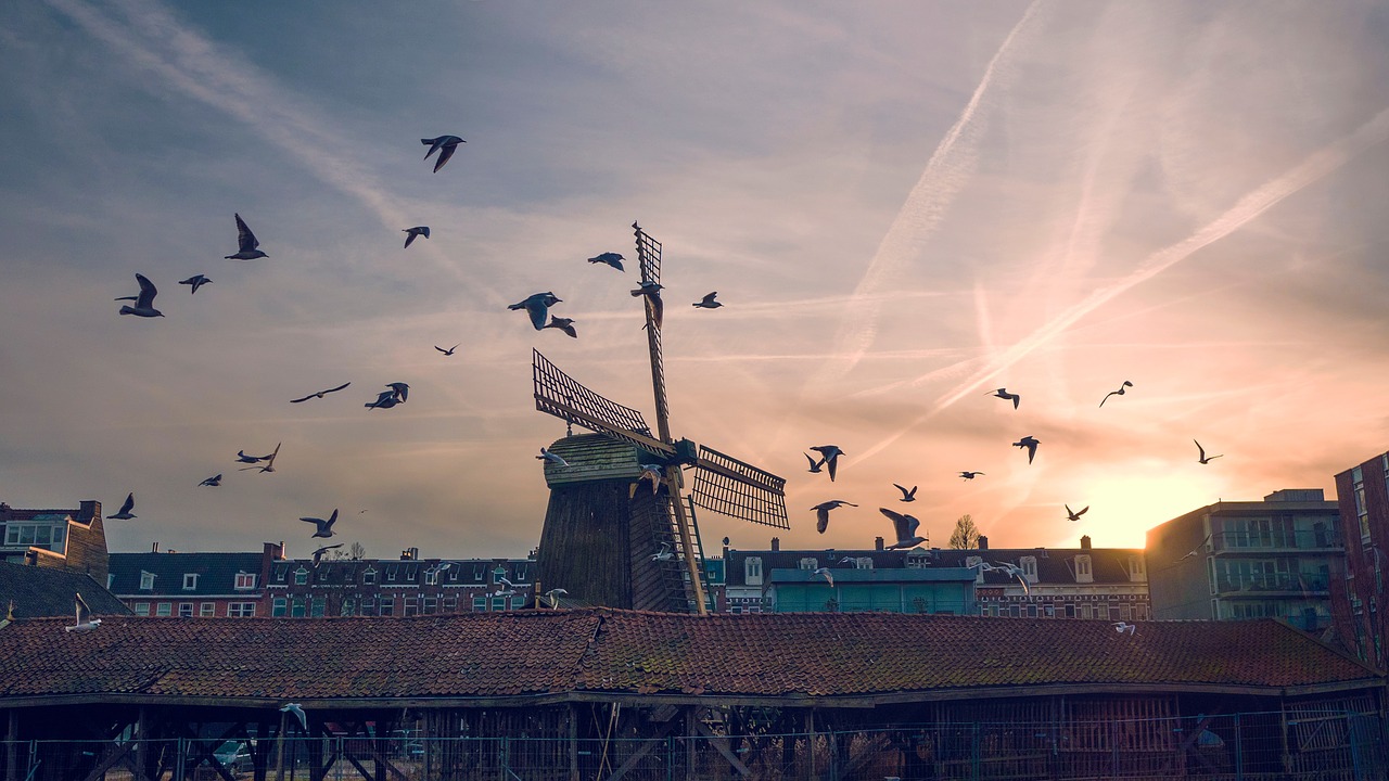 bird sunset windmill free photo