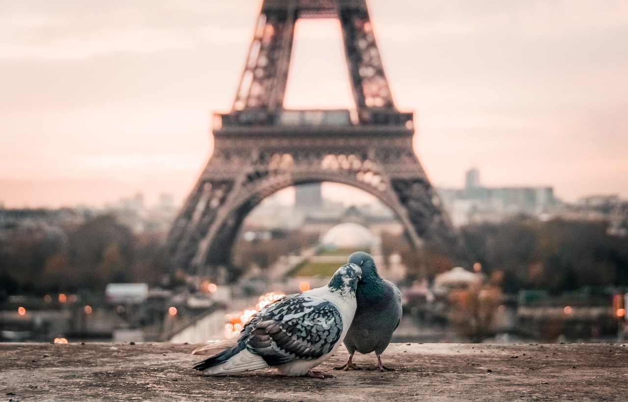 bird couple beak free photo