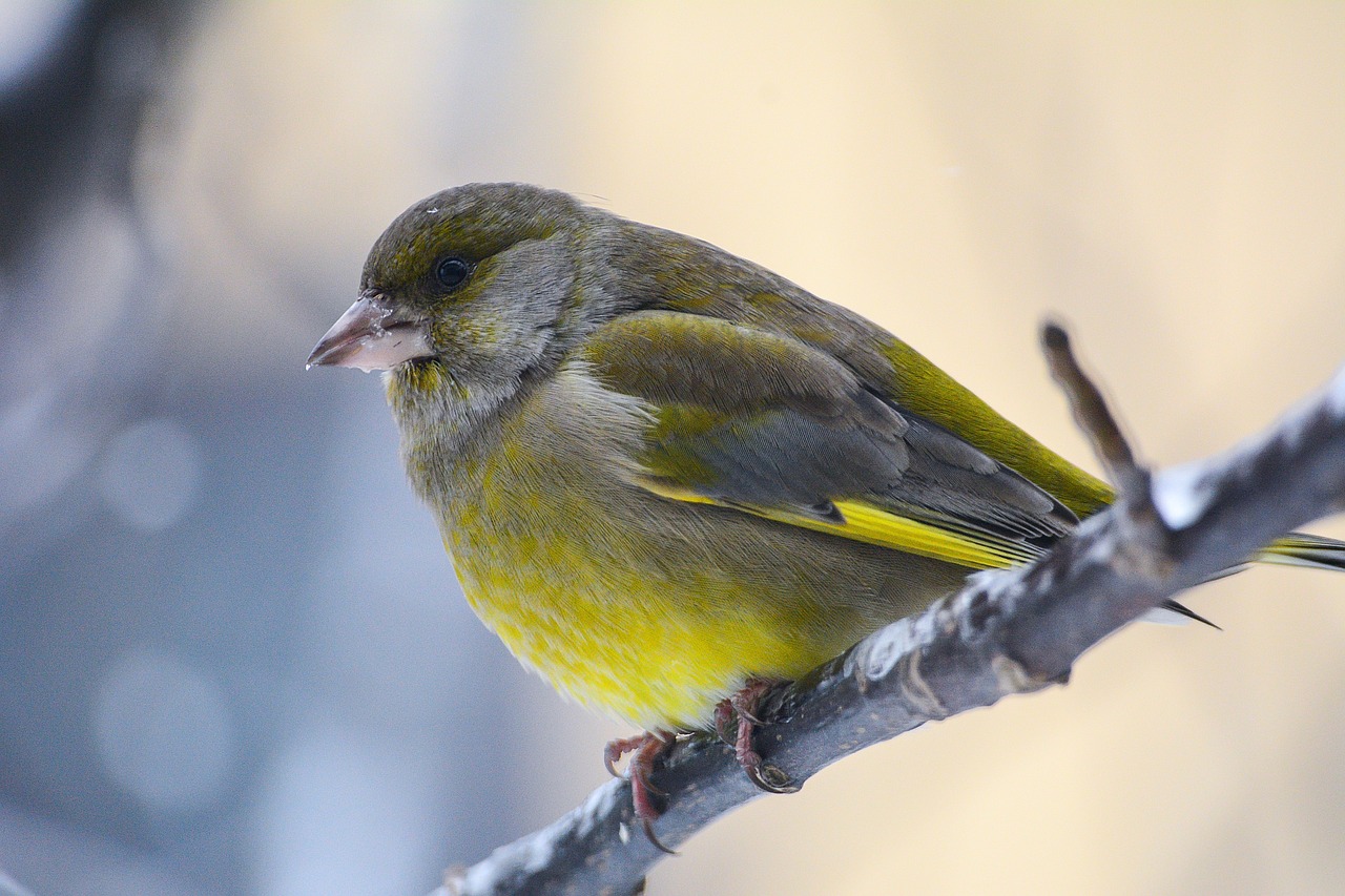 bird fly animal free photo