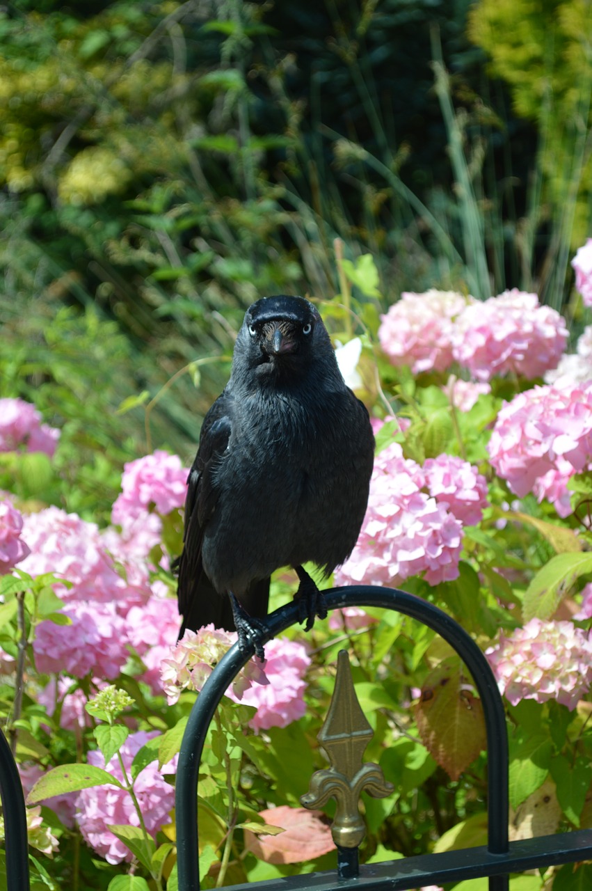 bird jackdaw black free photo