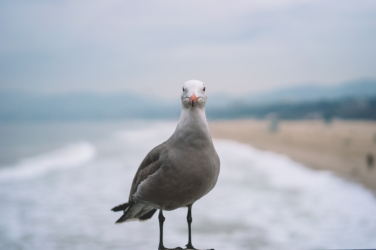 bird animal outdoor free photo