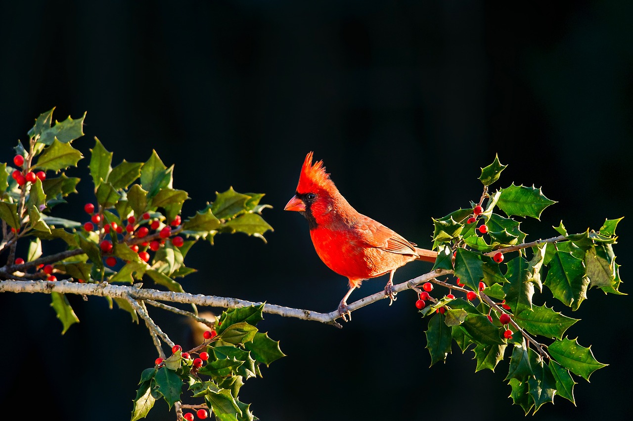 bird animal tree free photo