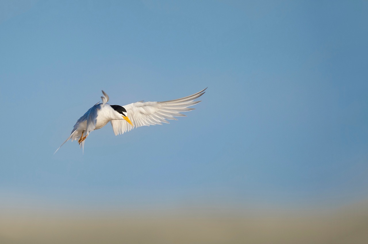 bird flying animal free photo