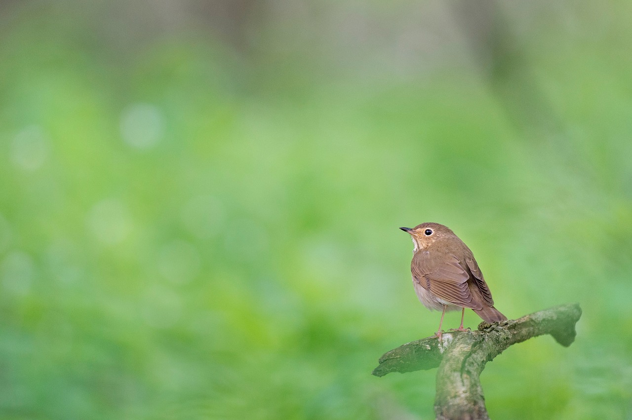 bird animal branch free photo