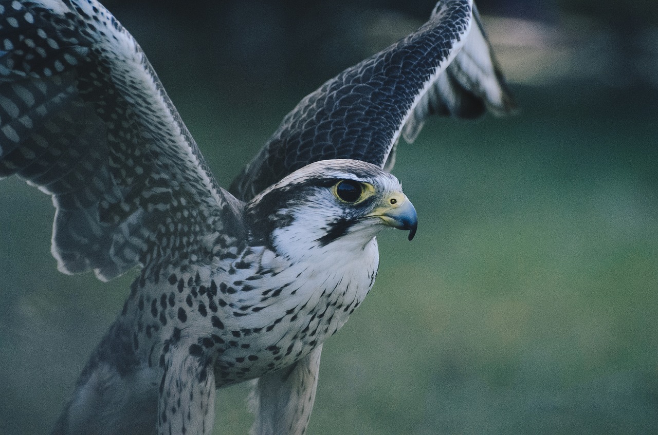 bird animal flying free photo