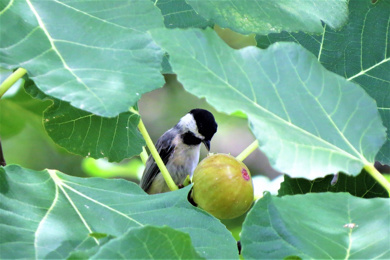 bird chickadee eating fig free photo