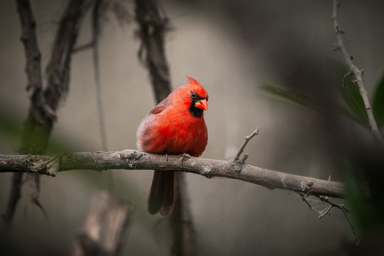 bird animal wood free photo