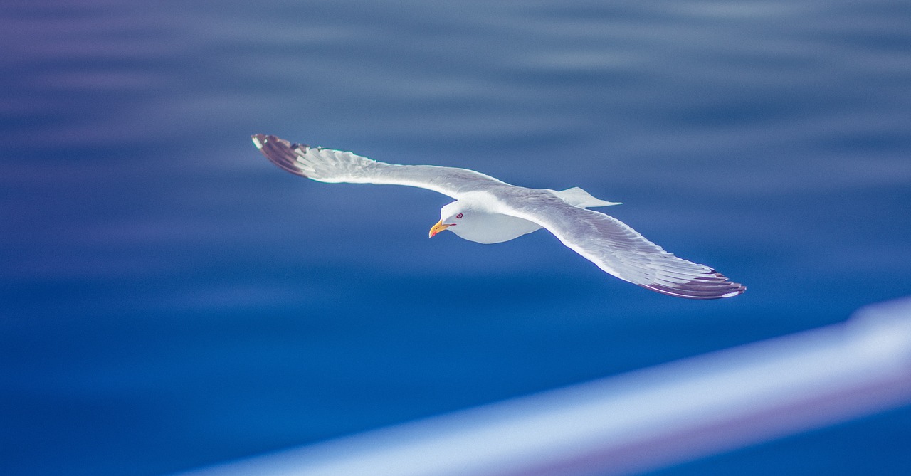 bird animal flying free photo