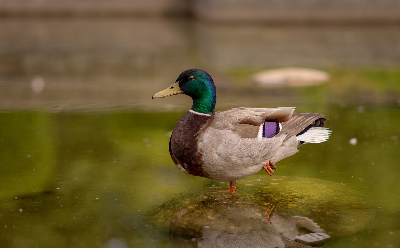 bird animal water free photo