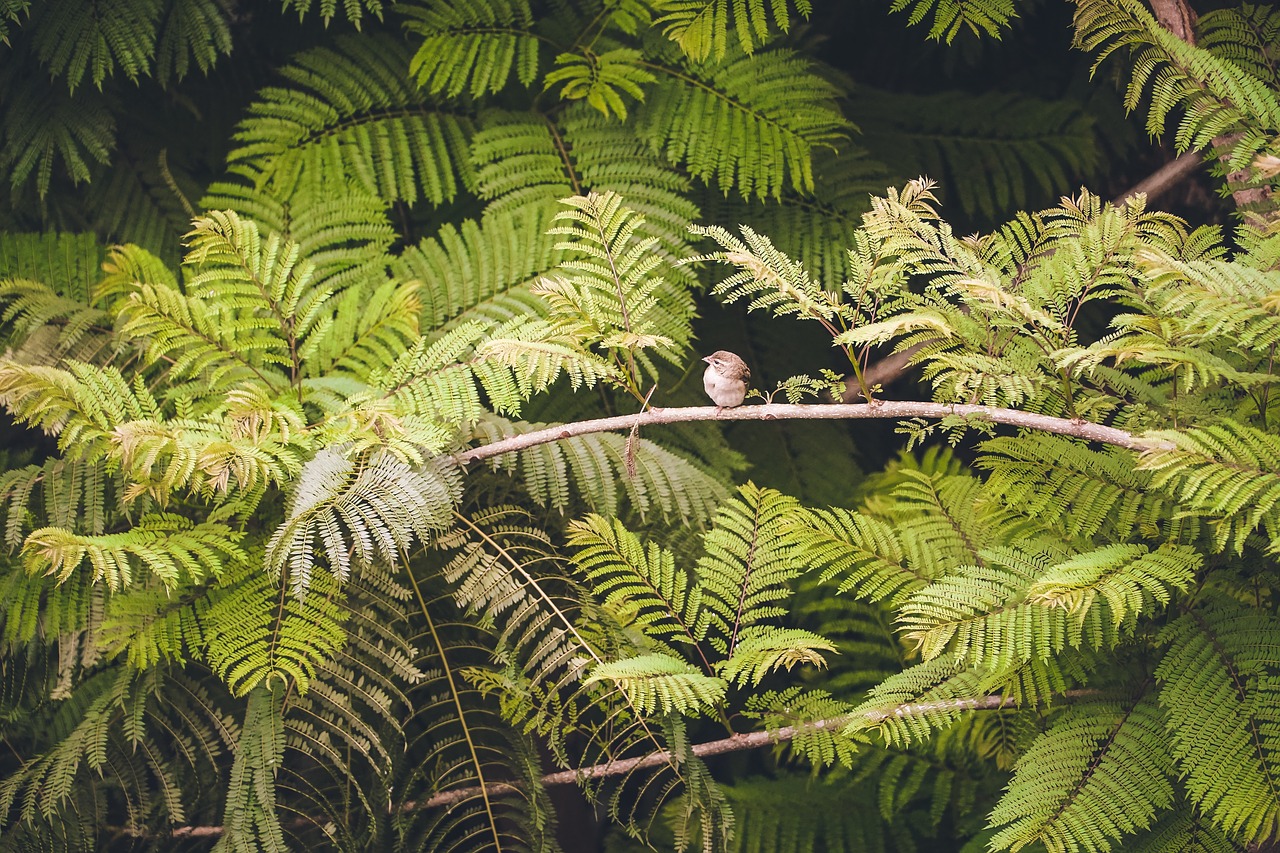 bird animal branch free photo