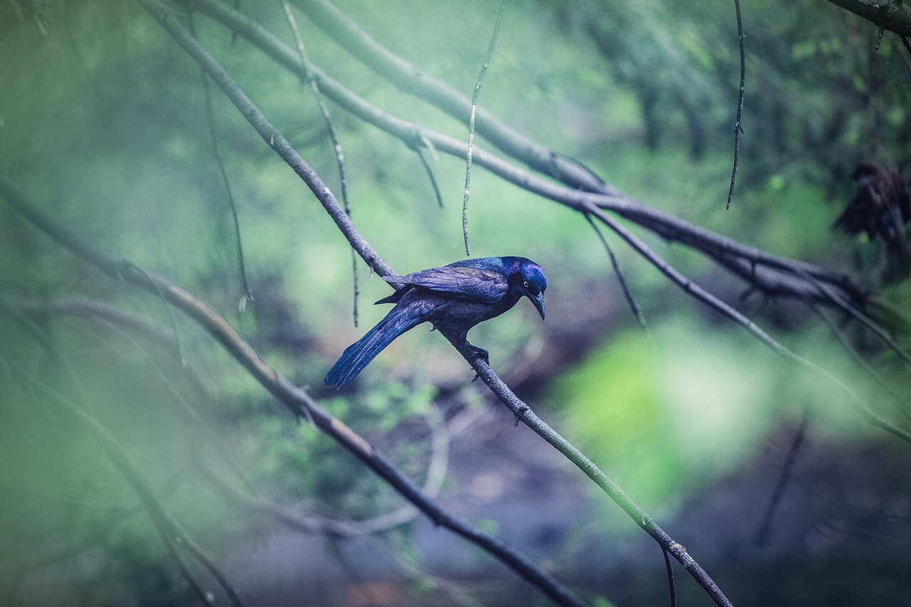 bird green trees free photo