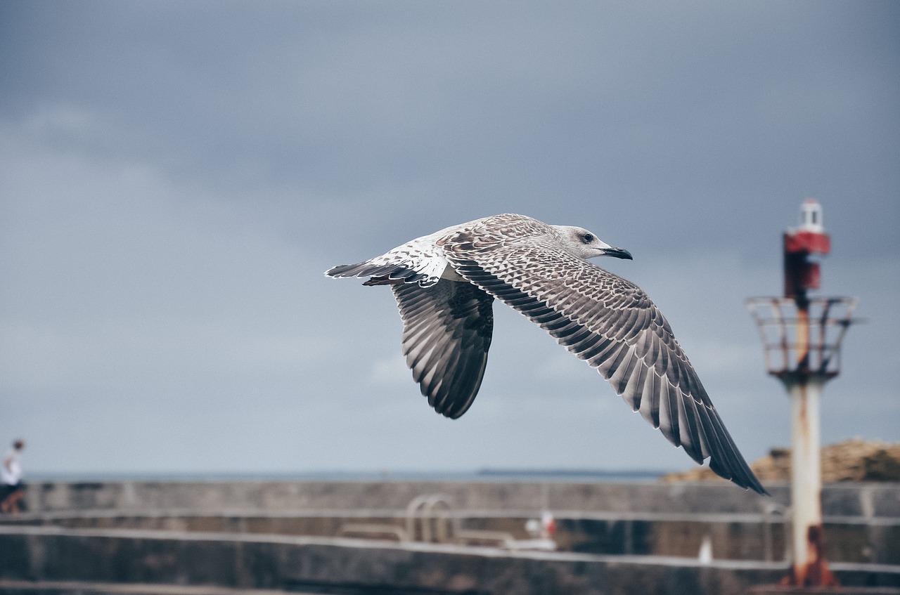 bird animal fly free photo