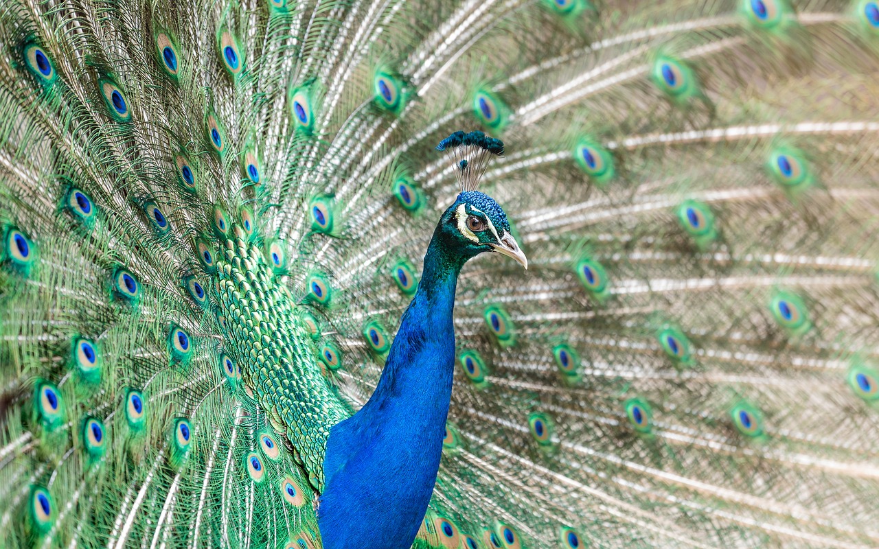 bird peacock feathers free photo