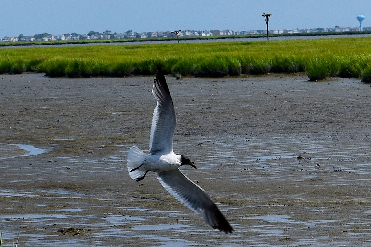 bird seagull marshland free photo