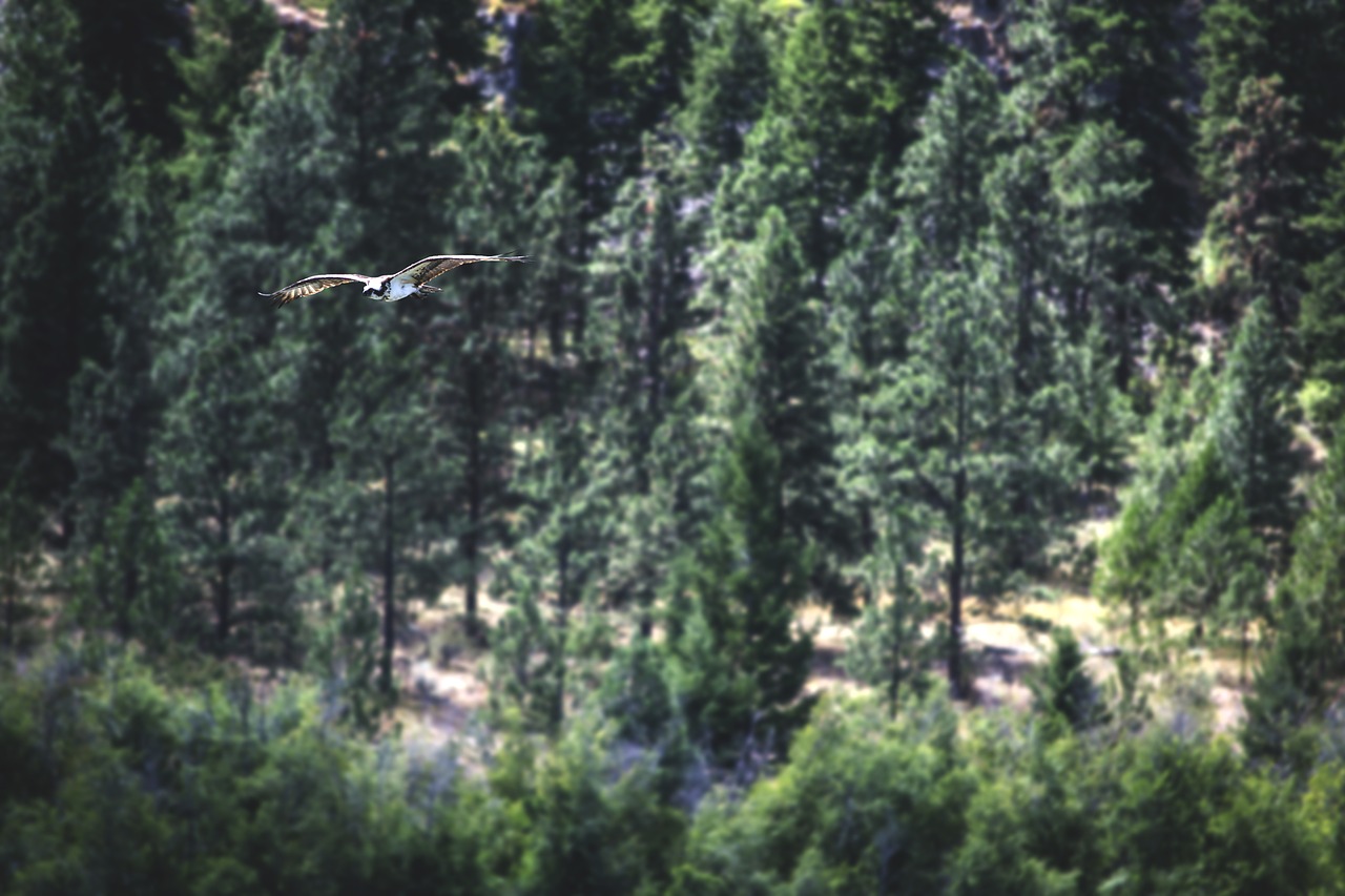 bird osprey raptor free photo