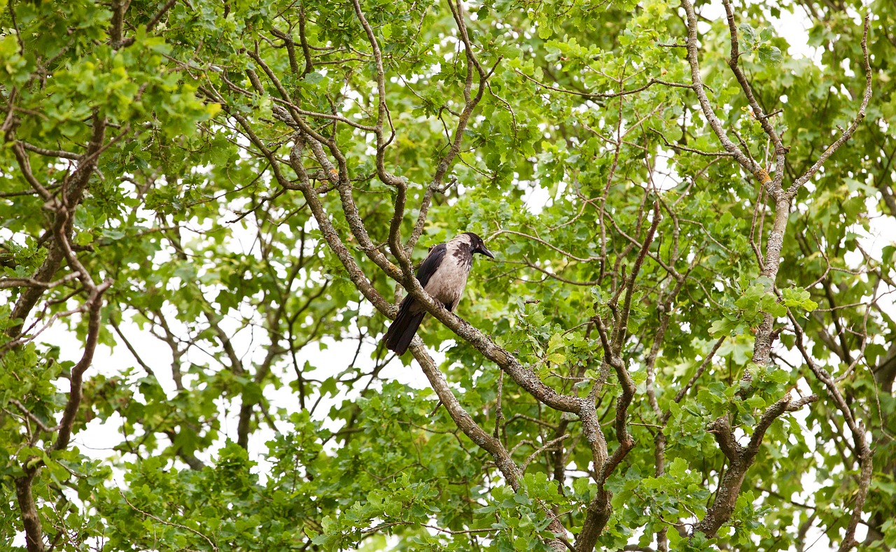 bird tree green free photo