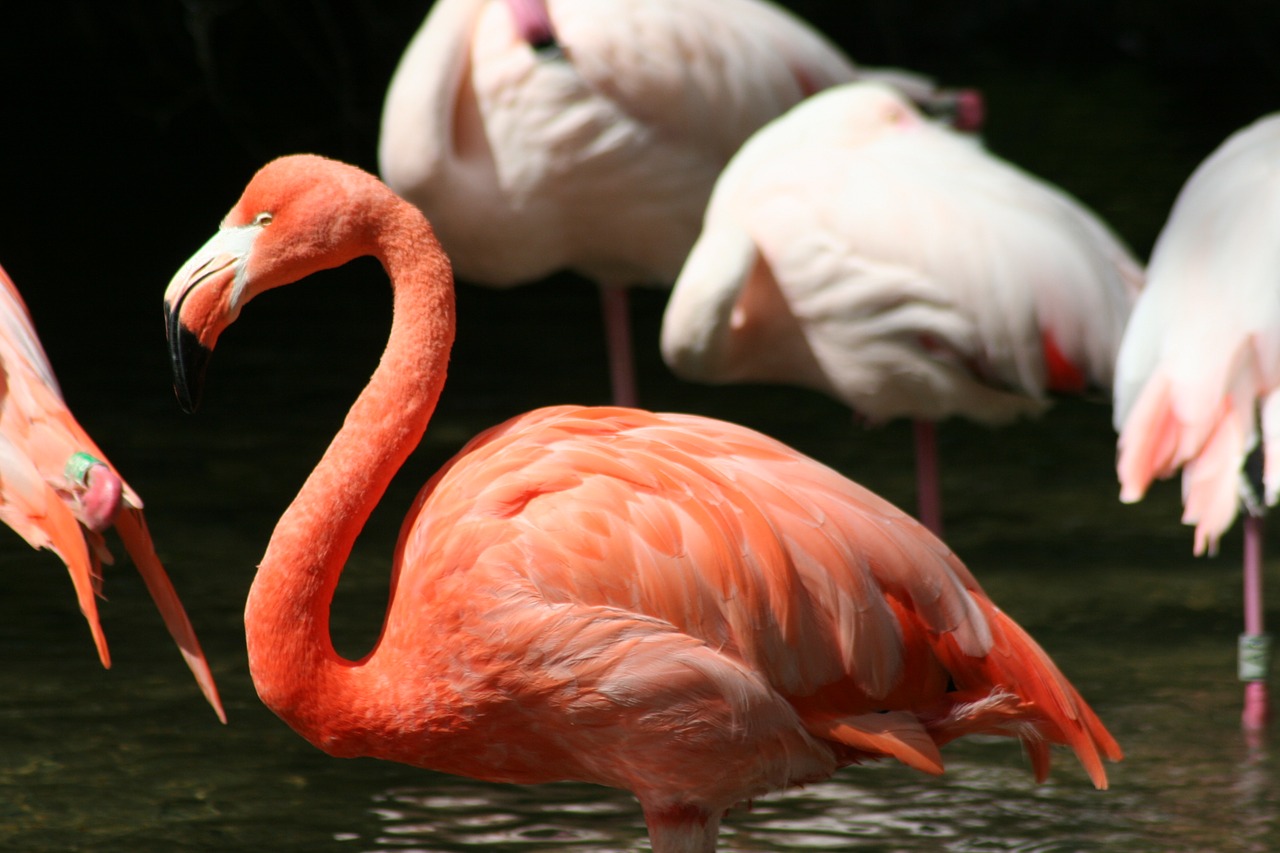 bird flamingo pink free photo