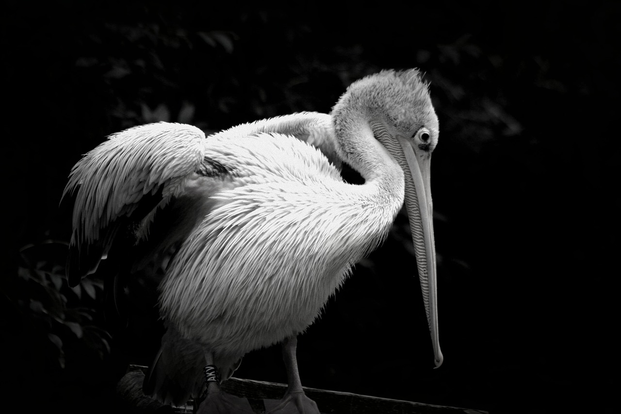 bird pelican zoo free photo