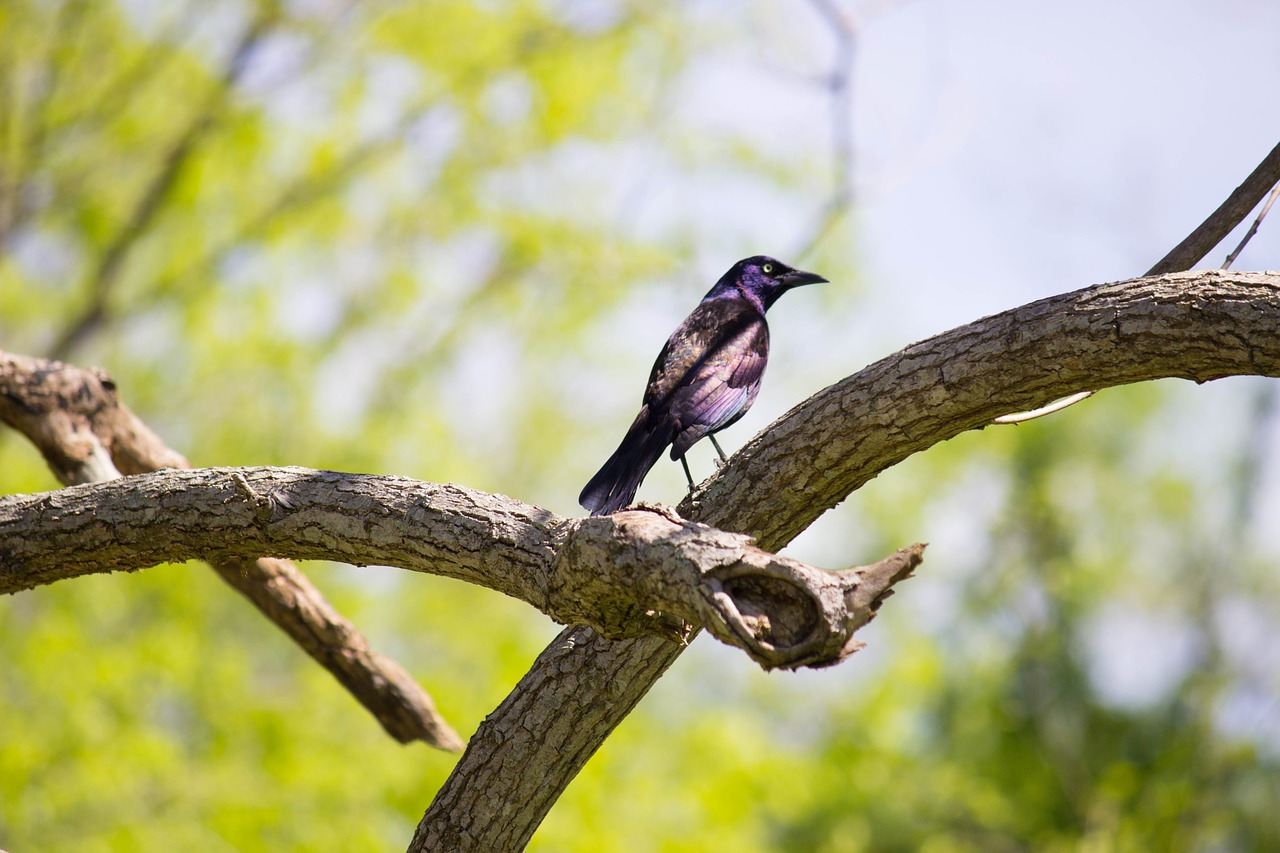 bird nature animal free photo