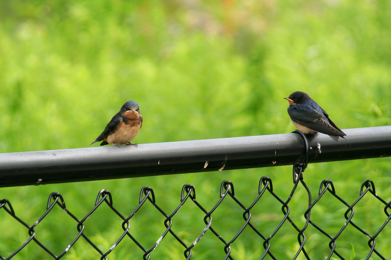 bird robin nature free photo