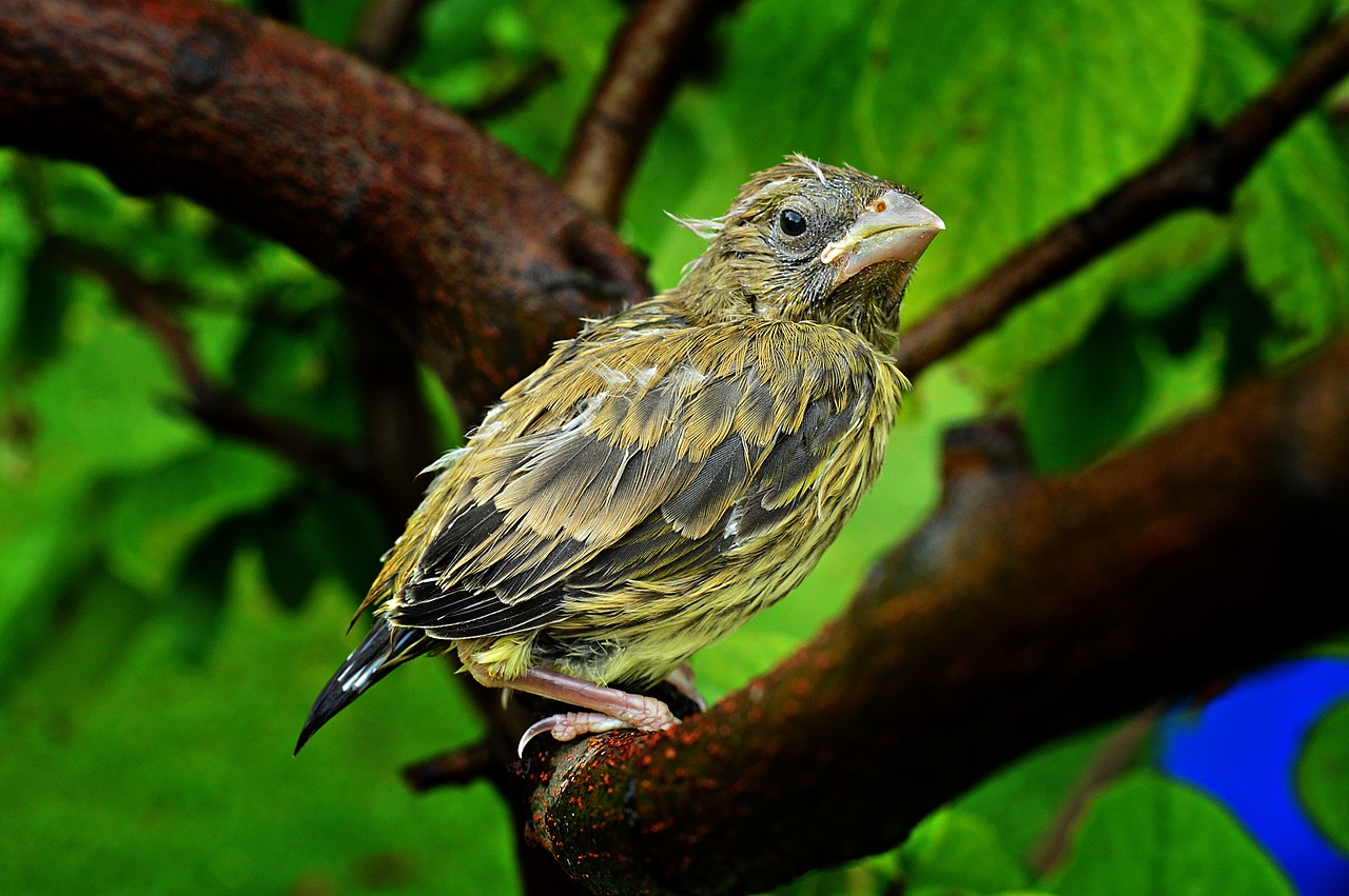 bird bird-chick chick free photo