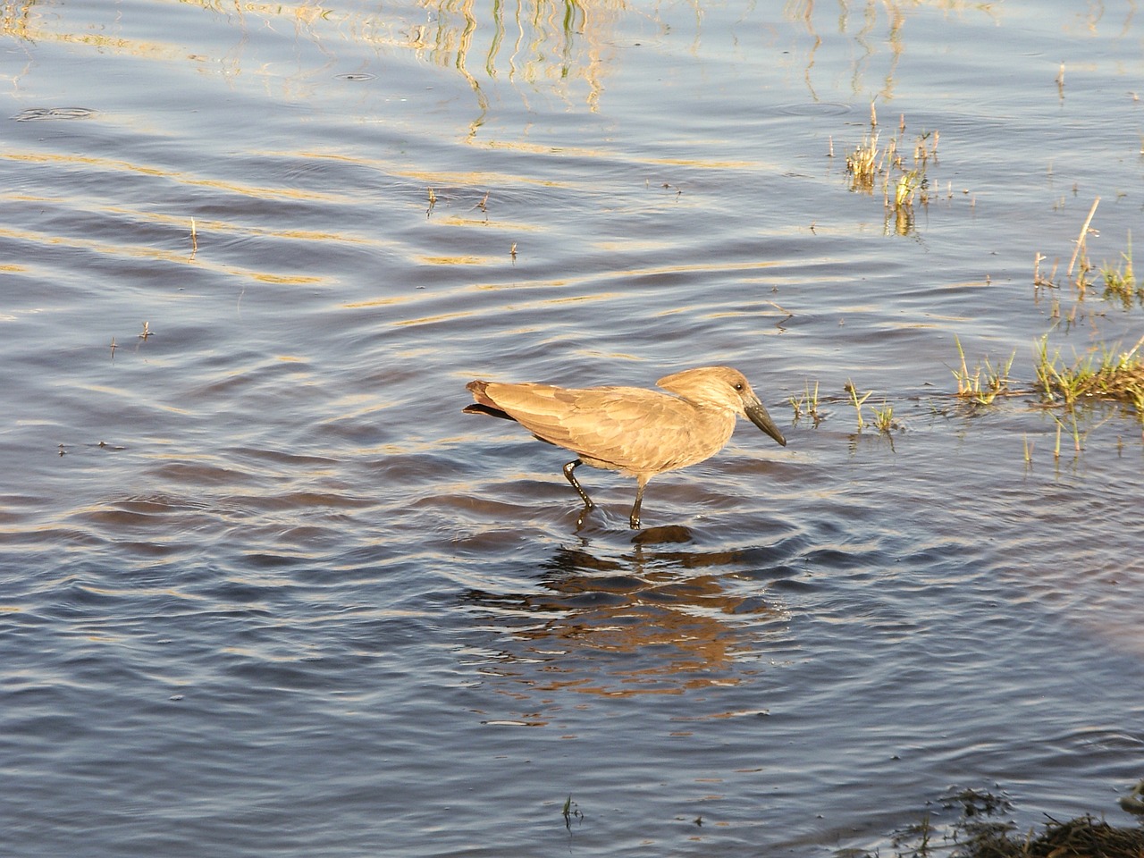 bird botswana okavango free photo