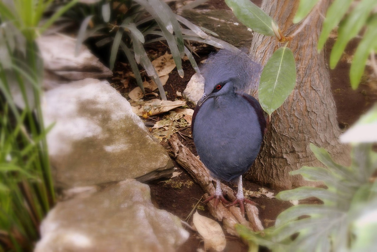 bird nature songbird free photo