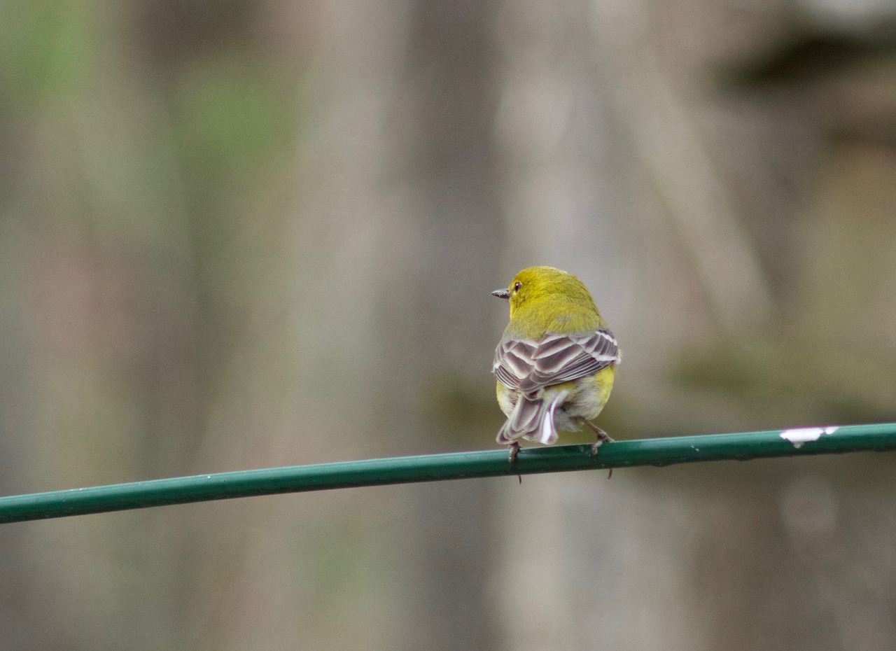 bird yellow perch free photo