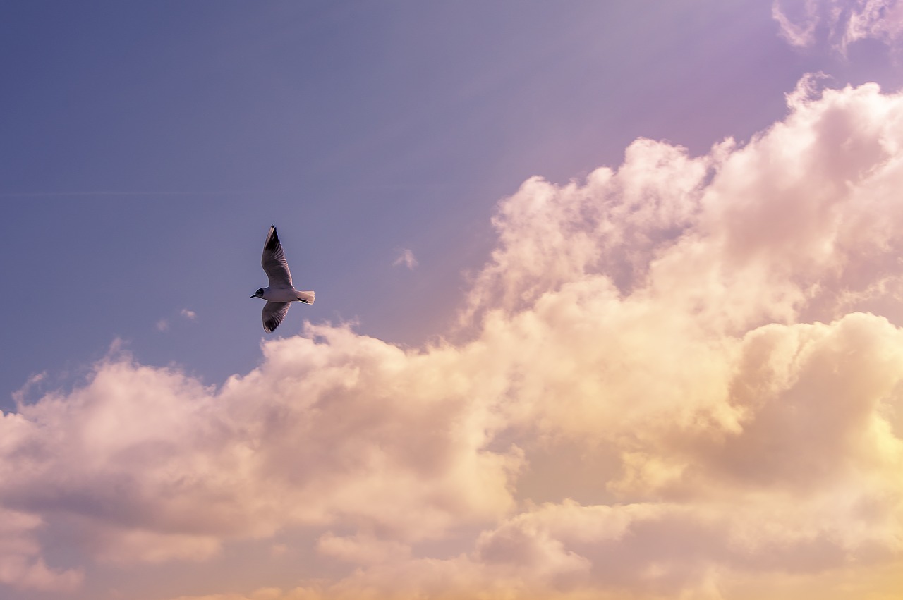 Bird,animals,flying,wings,sky - free image from needpix.com