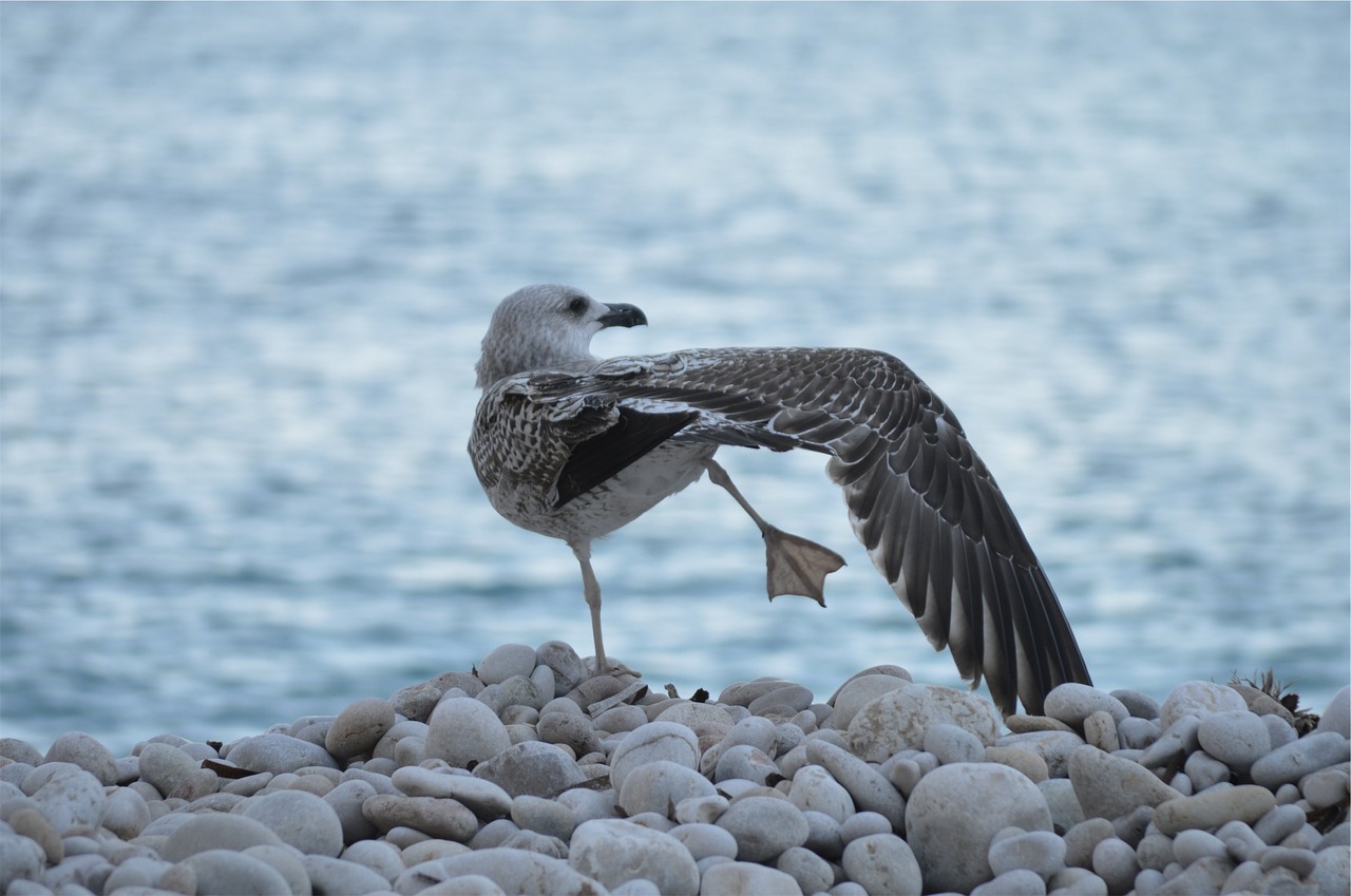 bird wings pebbles free photo