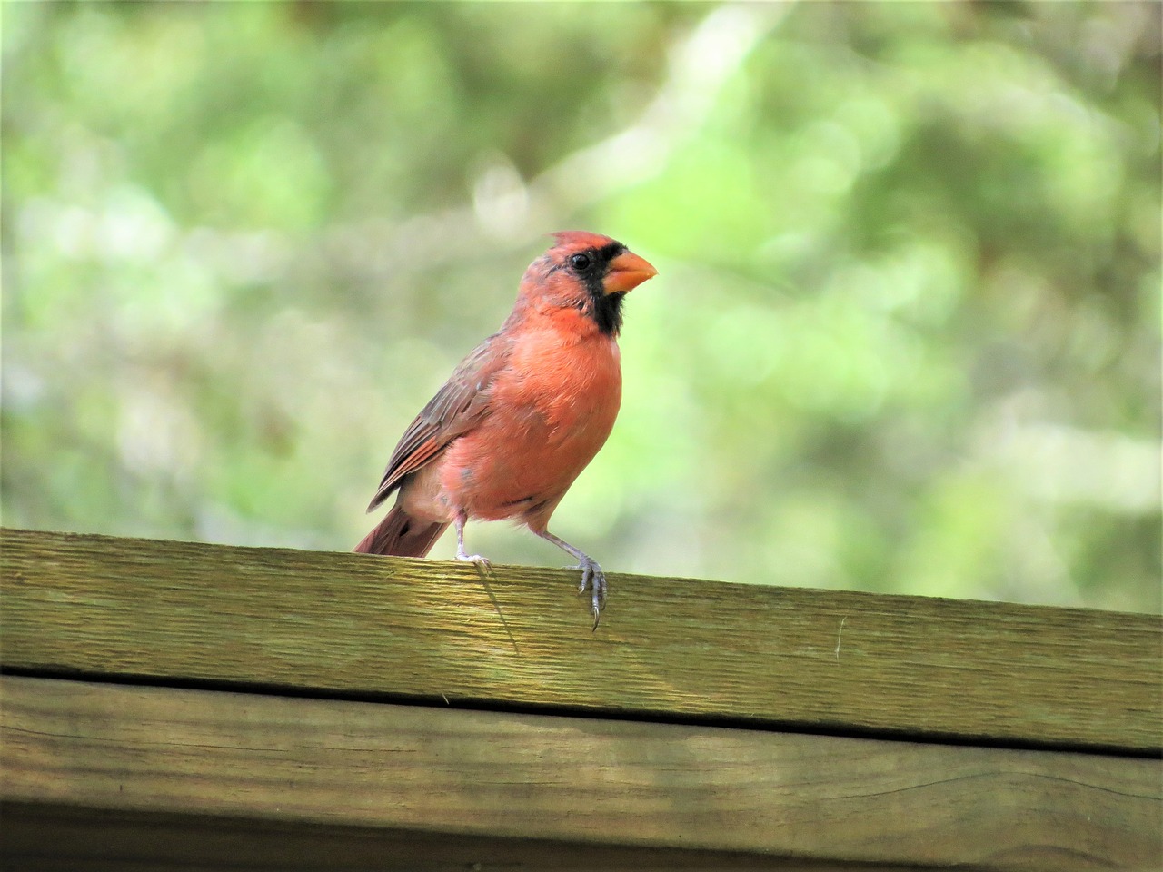 bird redbird wild free photo