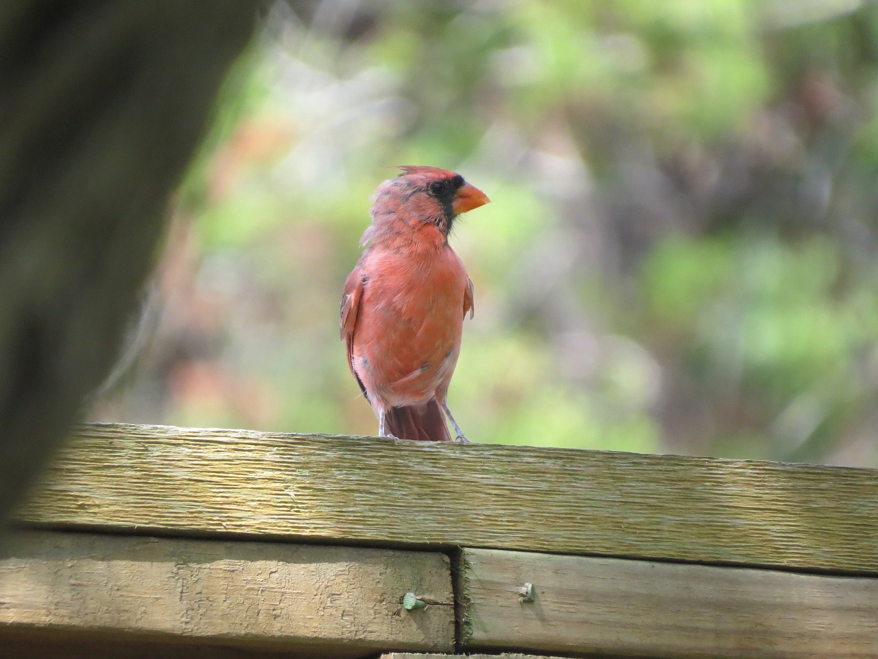 bird red wildlife free photo