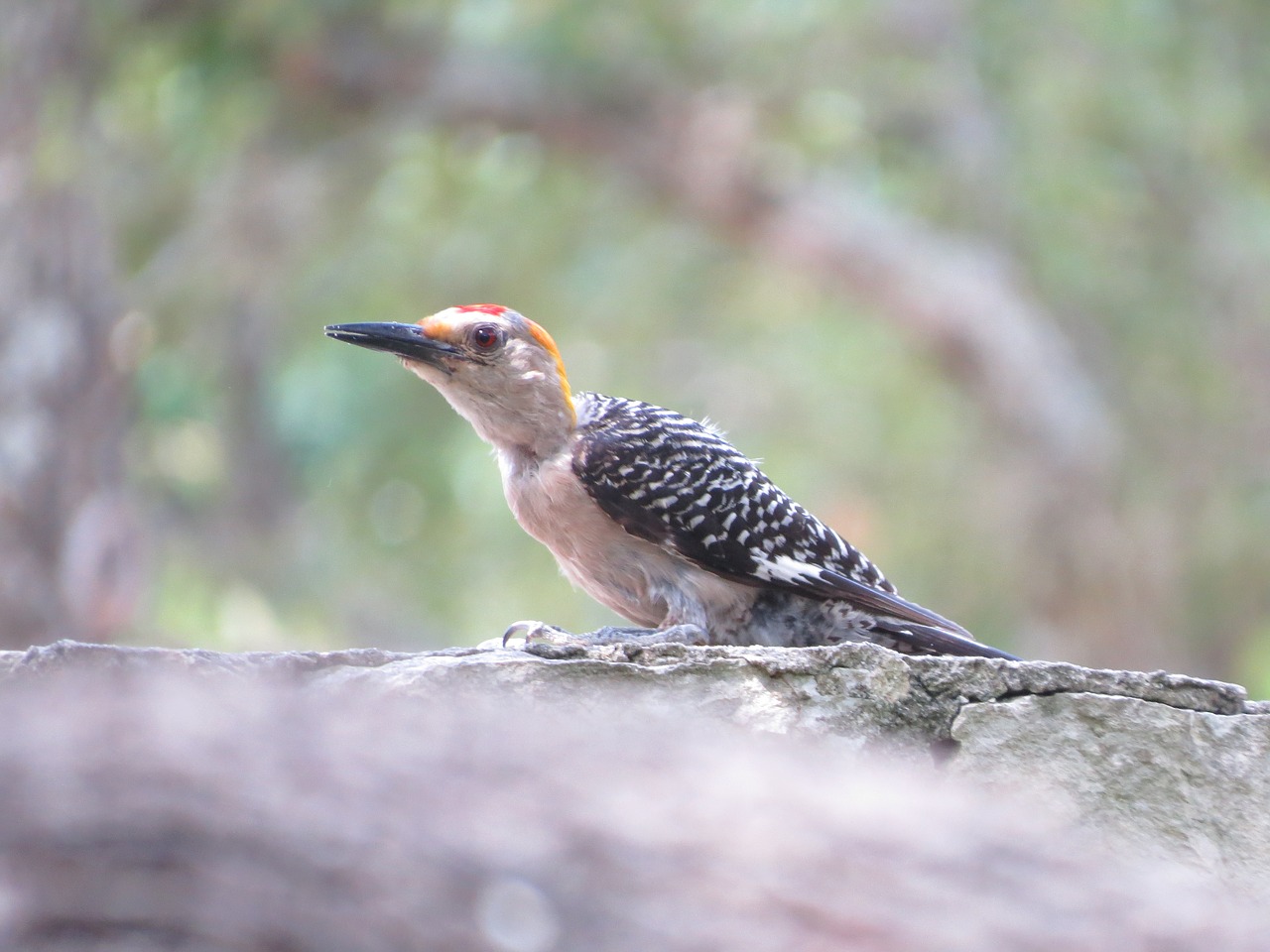 bird colorful wildlife free photo