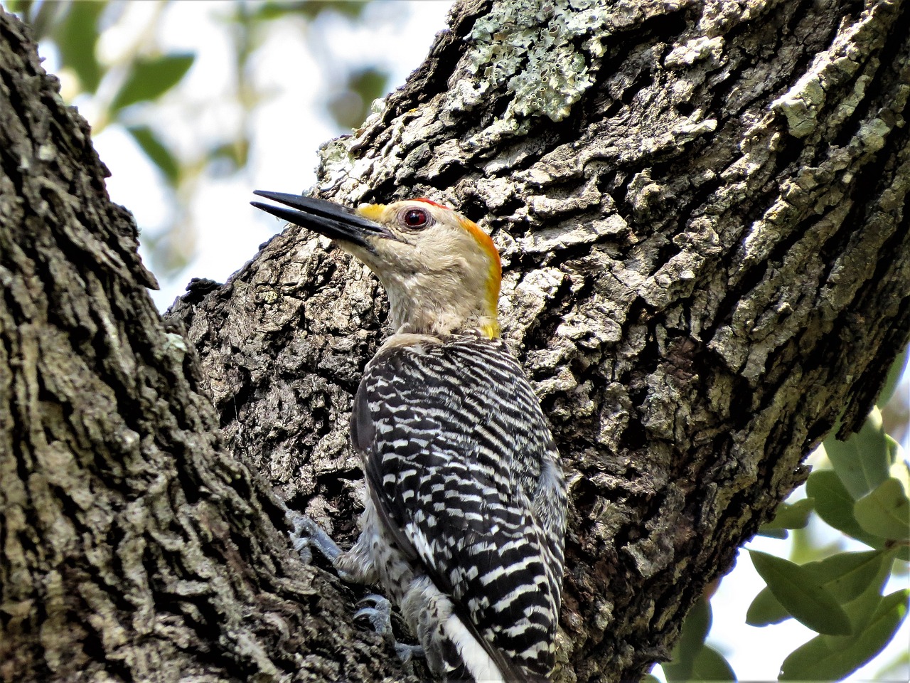 bird colorful close up free photo