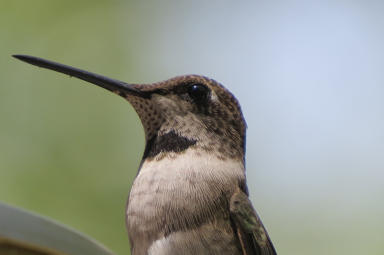 bird hummingbird close up free photo