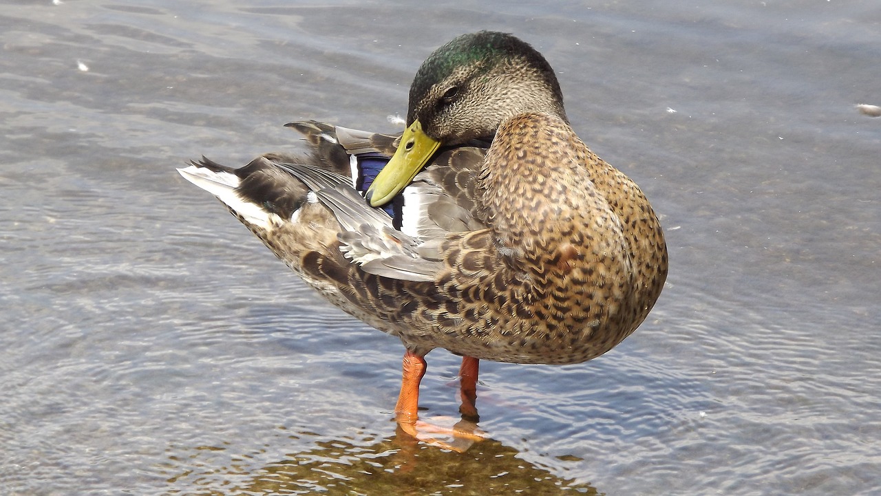 bird wild birds mallard duck free photo