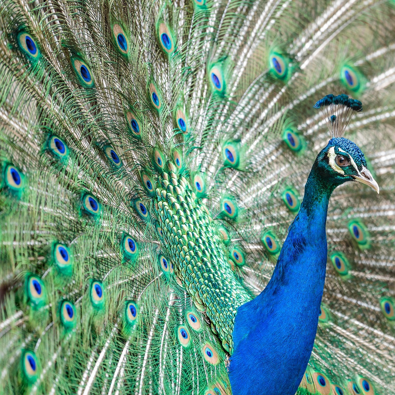 bird peacock animal free photo
