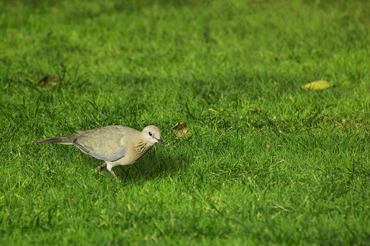 bird grass wild free photo