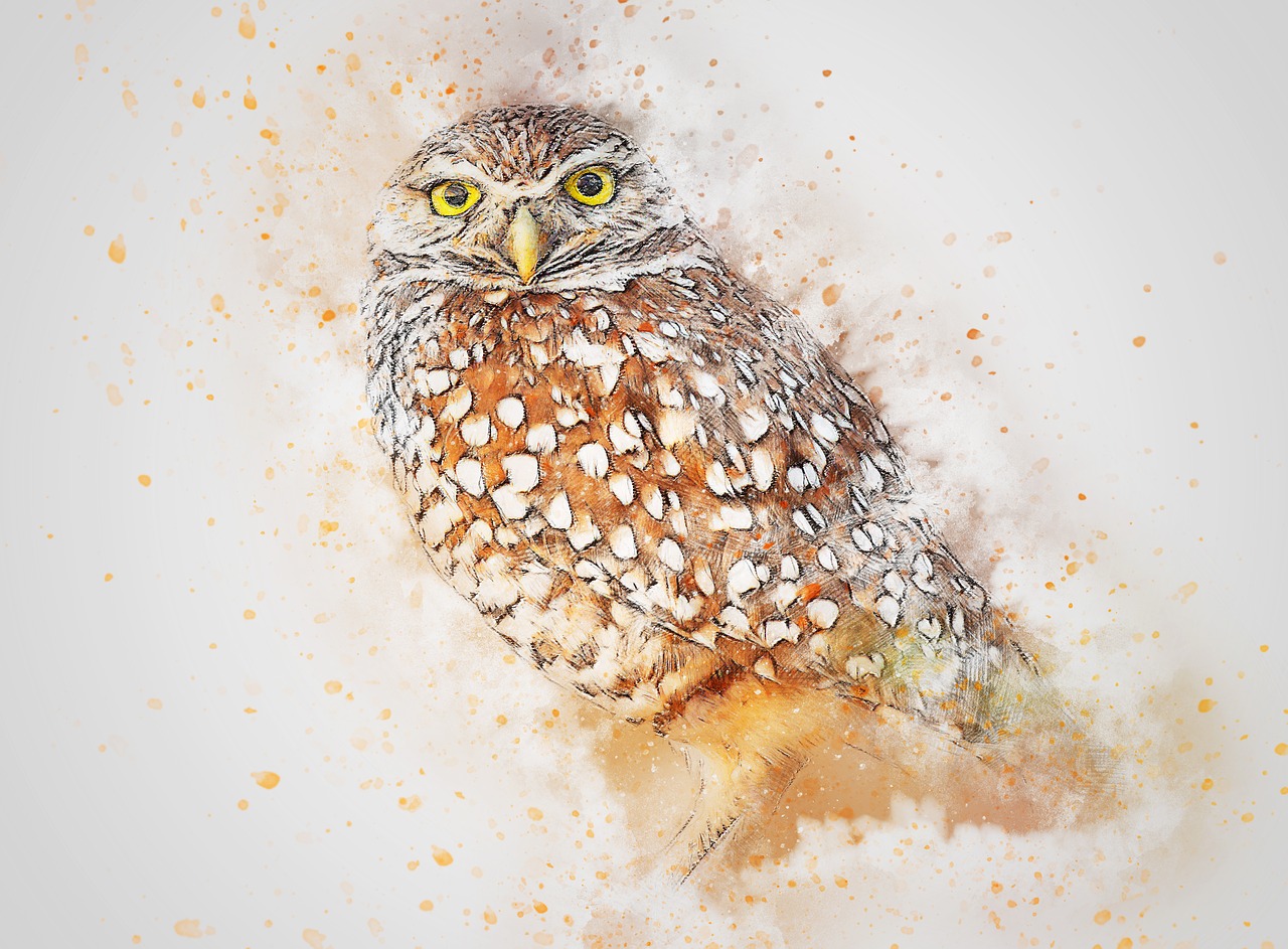 bird animal owl art free photo