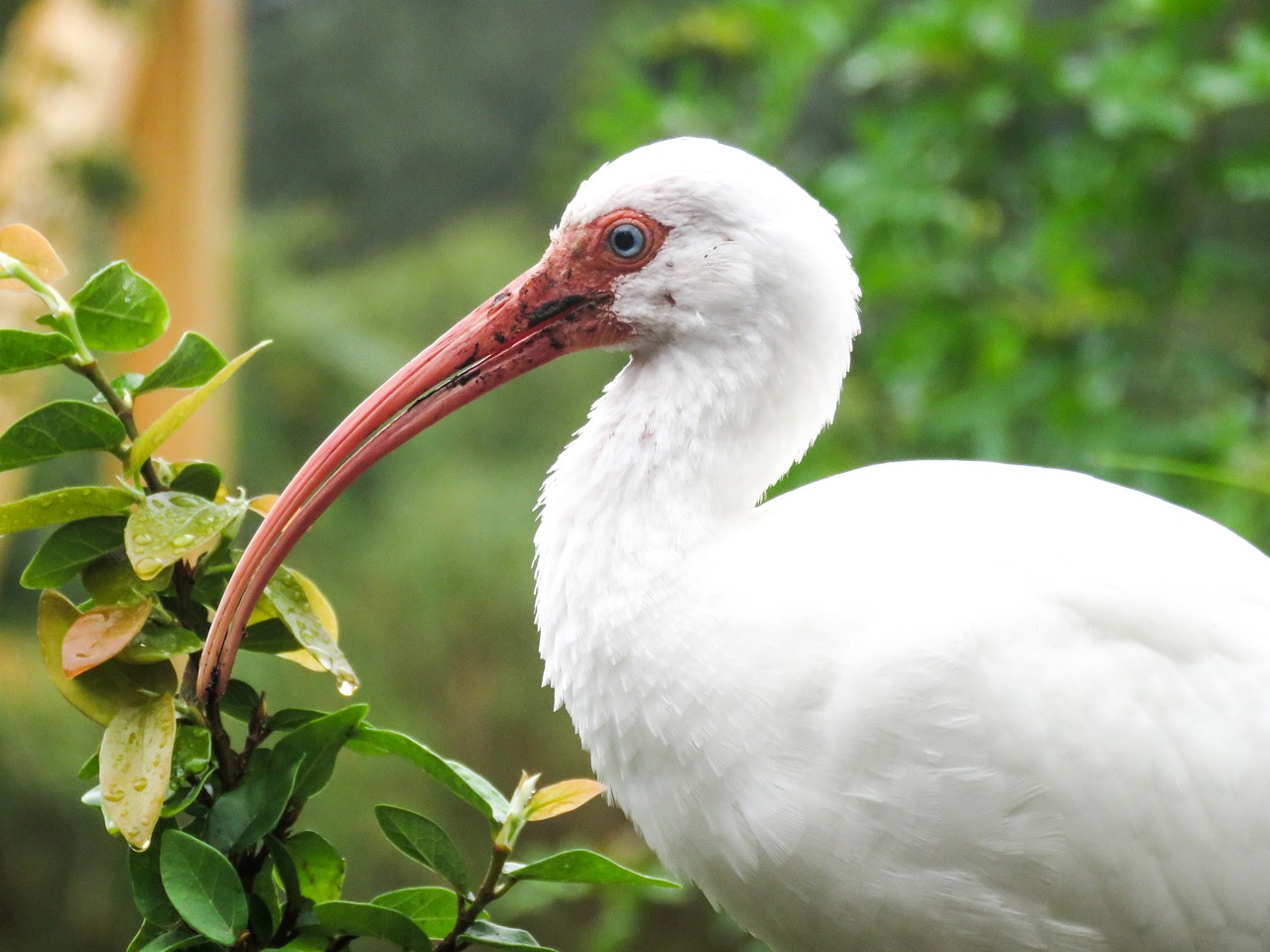 bird beak animal free photo